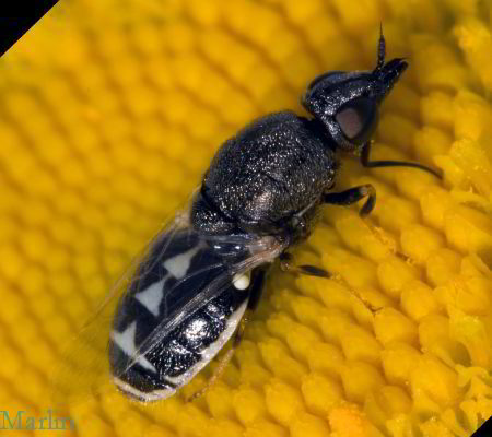Female Soldier Fly - Nemotelus kansensis