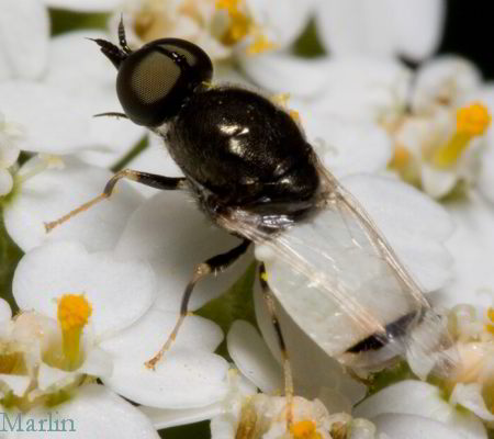 Male Soldier Fly - Nemotelus kansensis