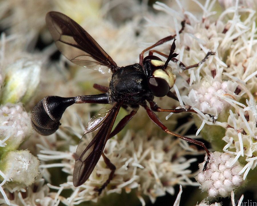 Thick-Headed Fly - Physocephala tibialis