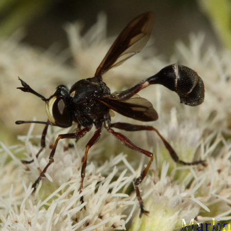 Physocephala tibialis 