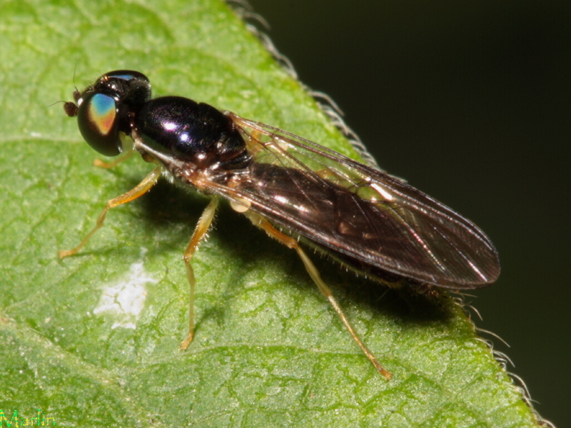 Soldier Fly - Sargus decorus