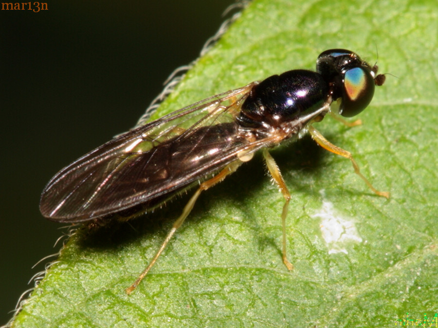 Soldier Fly - Sargus decorus