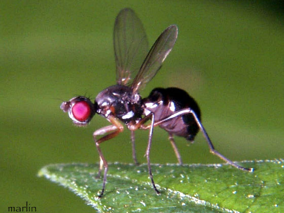 Black Scavenger Fly