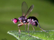 Black Scavenger Fly - Family Sepsidae