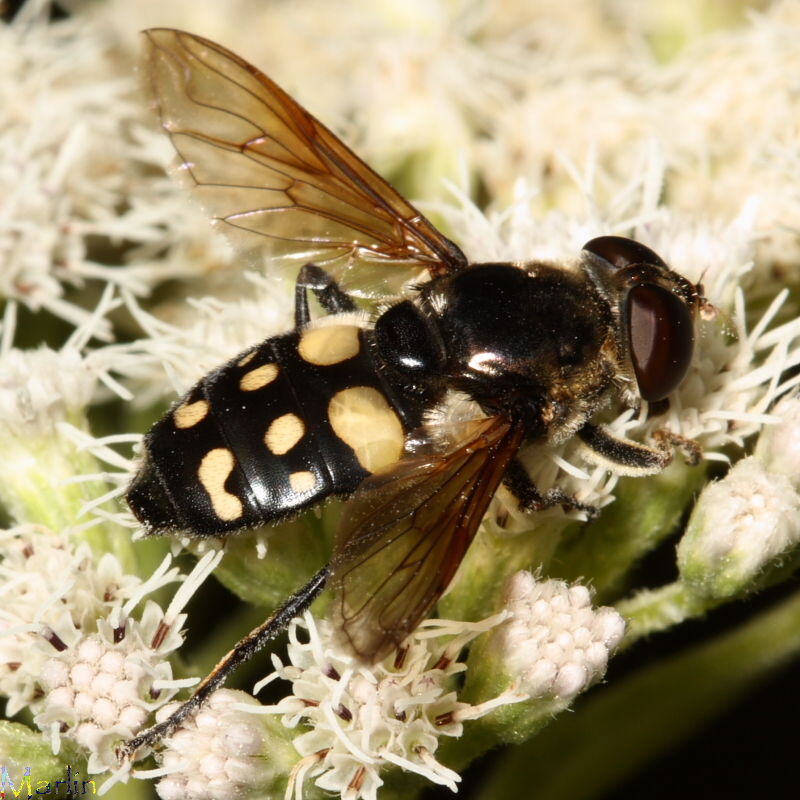 Syrphid Fly - Sericomyia lata