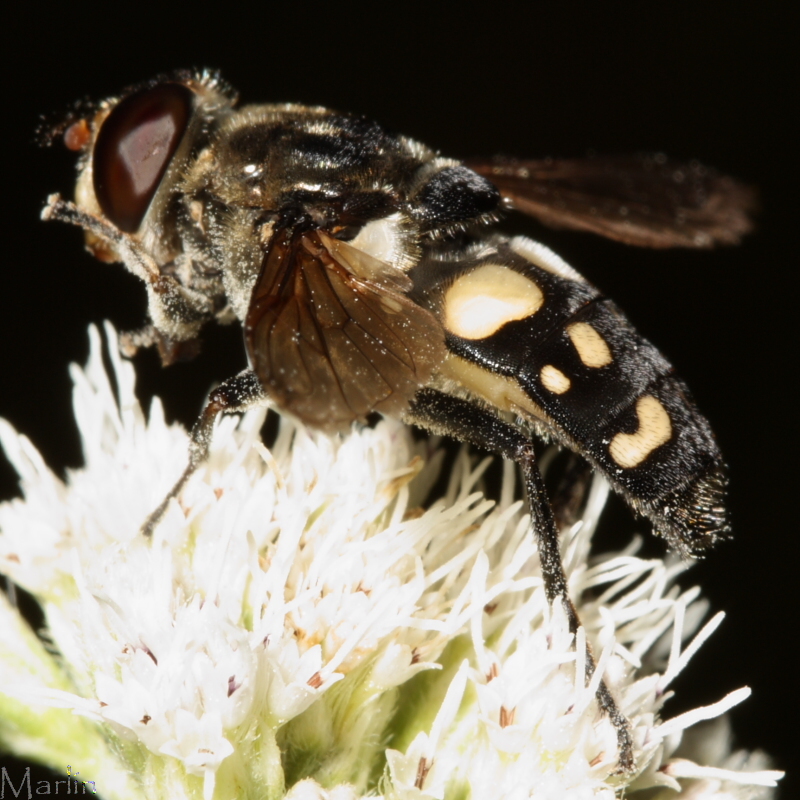 Syrphid Fly - Sericomyia lata