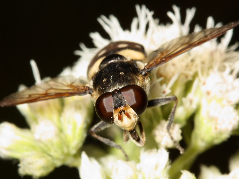 Syrphid Fly - Sericomyia lata