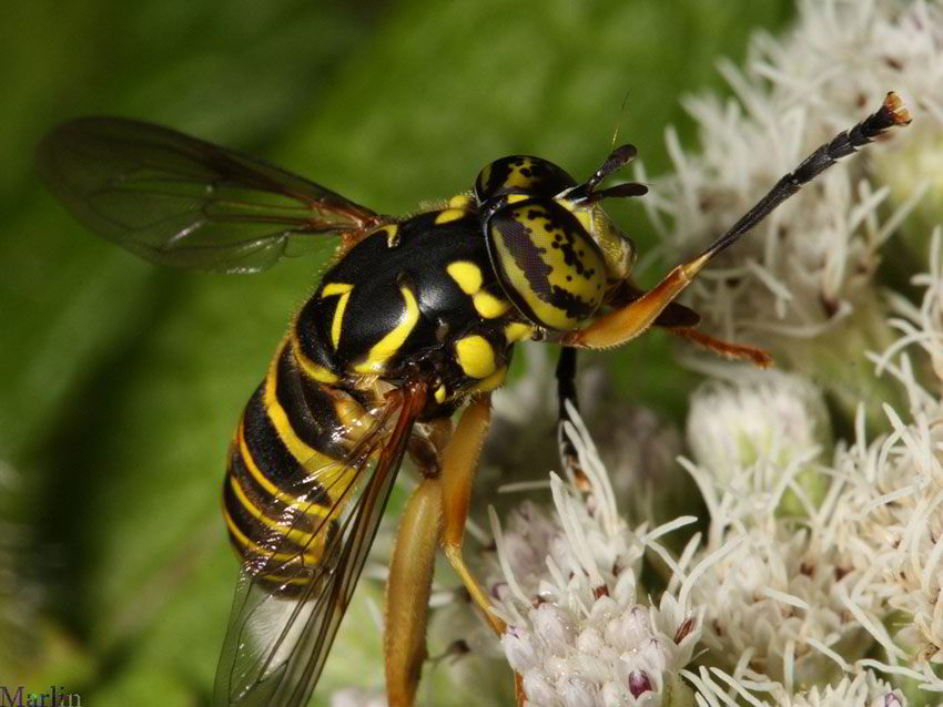 Syrphid Fly - Spilomyia longicornis