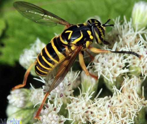 Syrphid Fly - Spilomyia longicornis