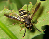 Syrphid - Temnostoma sp.