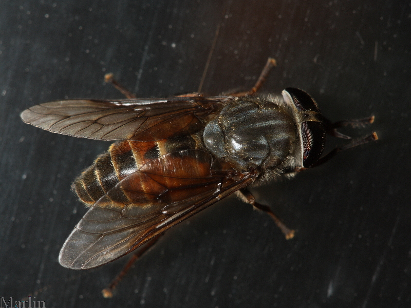 Horse Fly - Hybomitra sp.