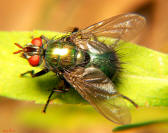 Gymnocheta sp. female