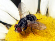 Phasiinae sp.