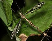 Crane Fly - Tipula furca