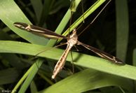 crane fly