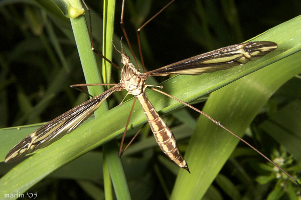 Crane Fly