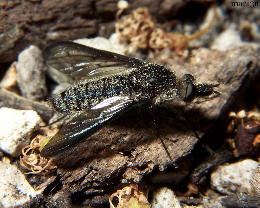 Bee Fly Aldrichia Sp North American Insects And Spiders