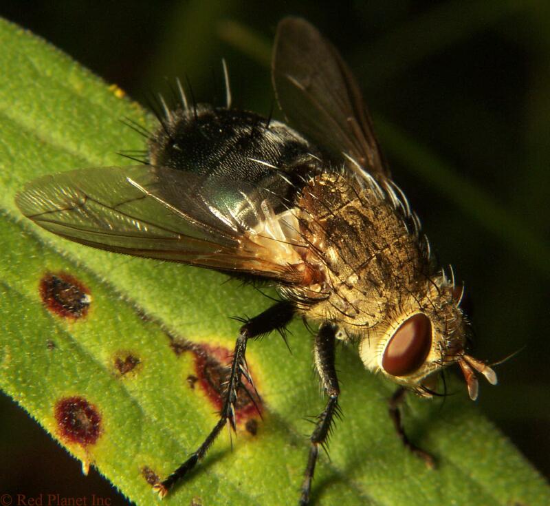 Tachinid Fly - Archytas sp.