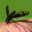 Bee Fly - Anthrax sp.