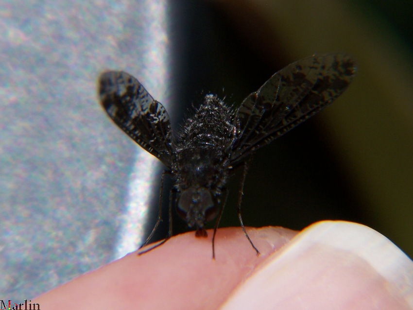 Bee Fly - Anthrax sp.