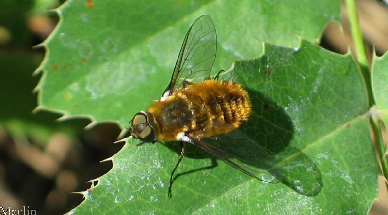 Bee Fly - Villa sp.