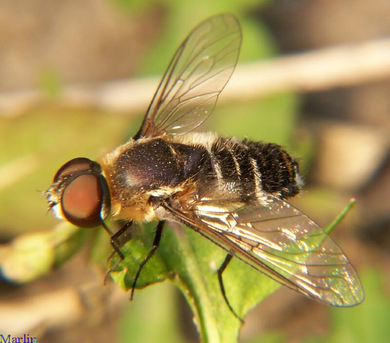 Bee fly. Двукрылые пчелы. Bee is Fly. Bombylis cinearius.