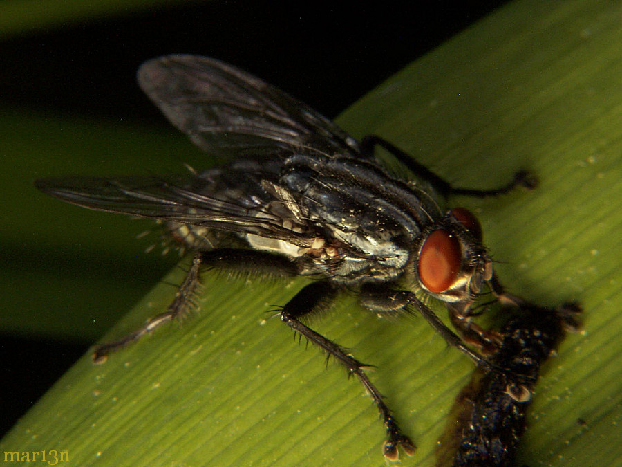 Flesh Fly - Bellieria sp.