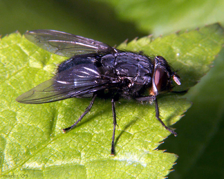 Blow Fly - Calliphora vomitoria