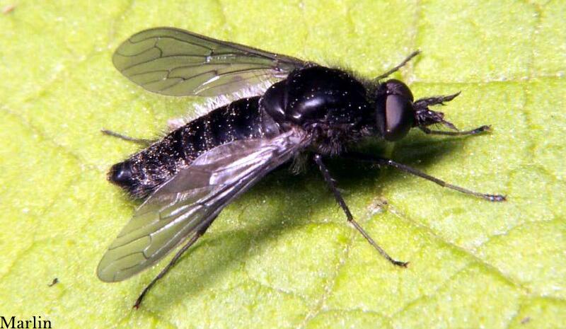 Bee Fly - Aldrichia sp. 