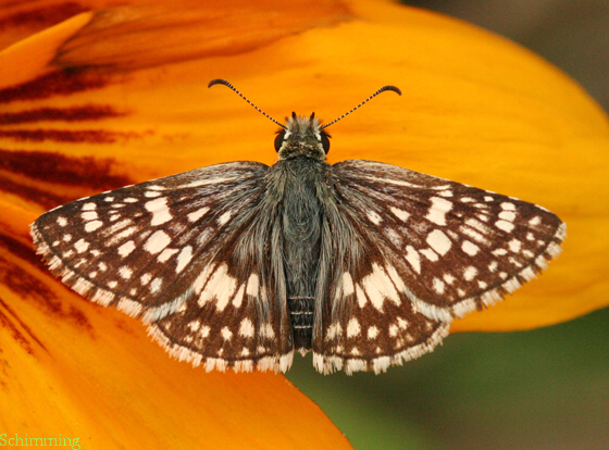 Checkered Skipper