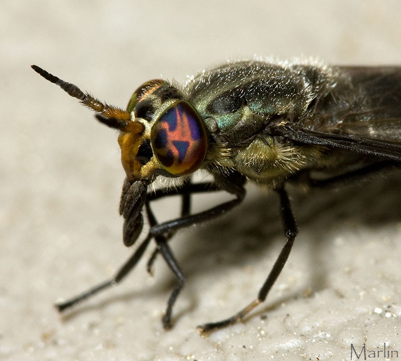 Deer Fly Eyes