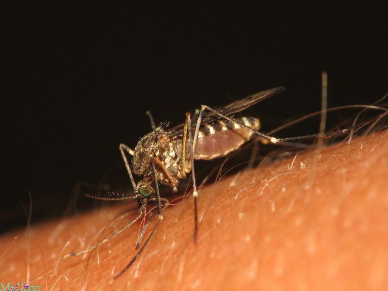 mosquito