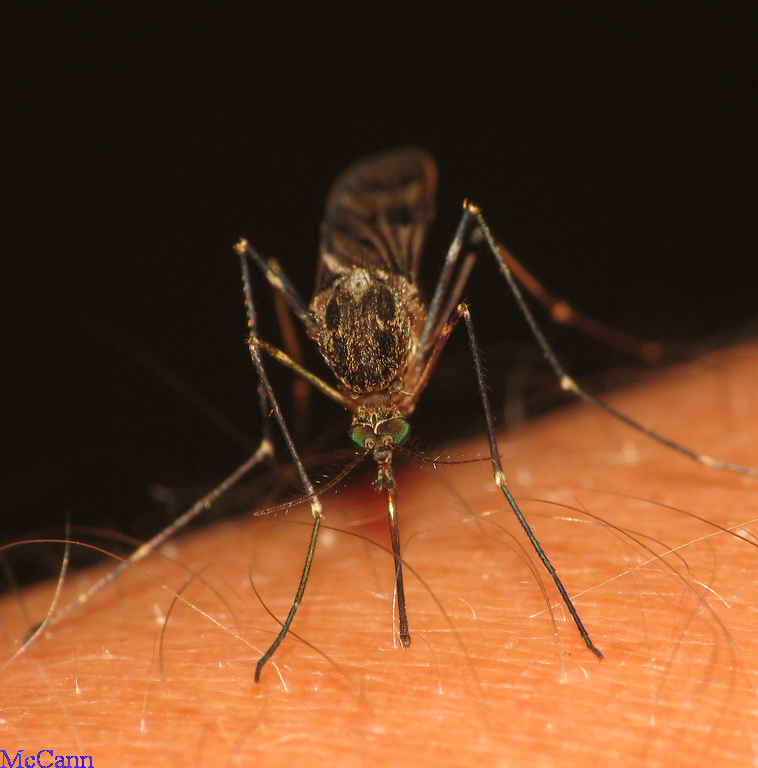 closeup: mosquito biting a human