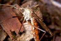 Crane Fly