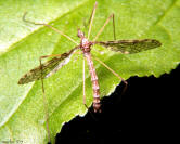 crane fly