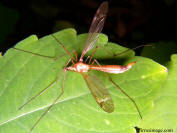 Crane Fly