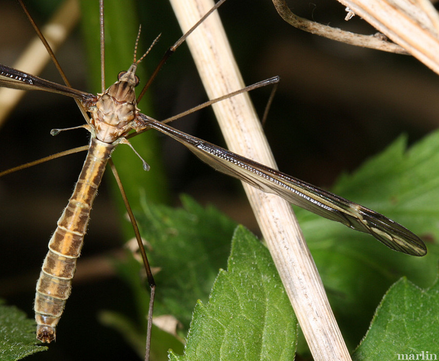 Crane Fly