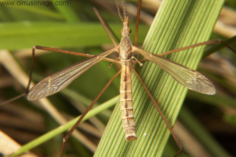 Crane Fly