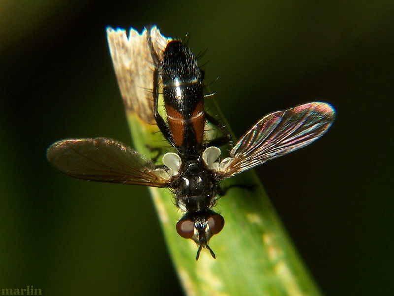 Tachinid Fly - Cylindromyia sp.