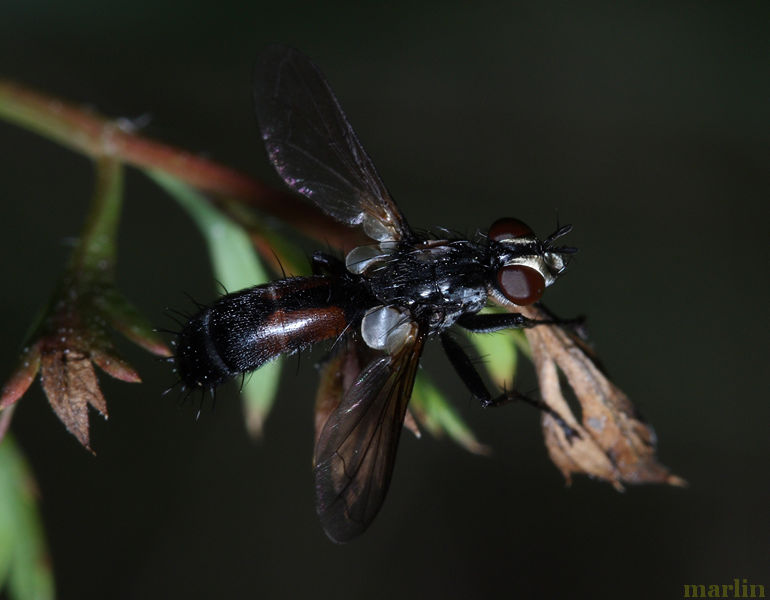 Tachinid Fly - Cylindromyia sp.