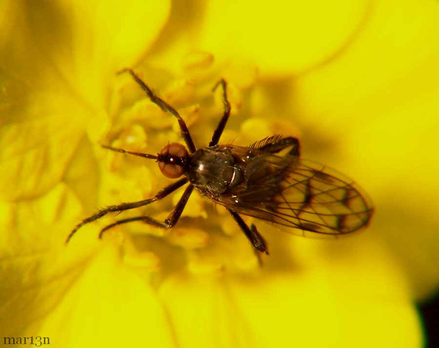 Empis clausa