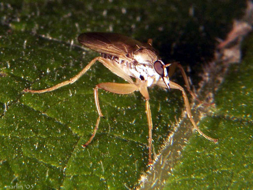 Dance Fly in family Hybotidae