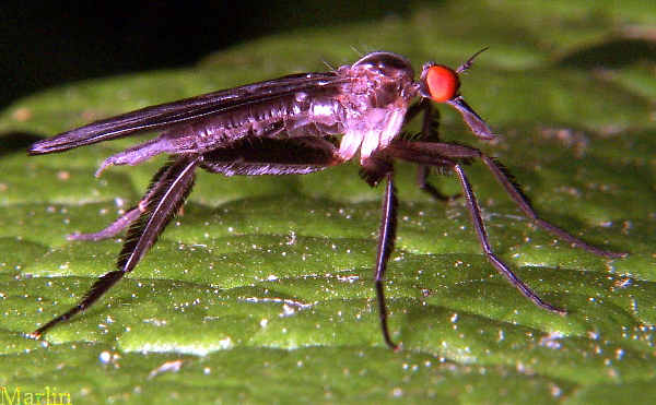 Dance Fly - Rhamphomyia longicauda