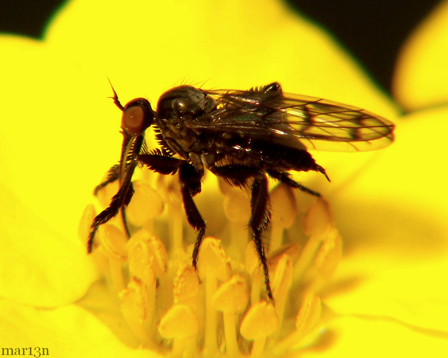 Empis clausa