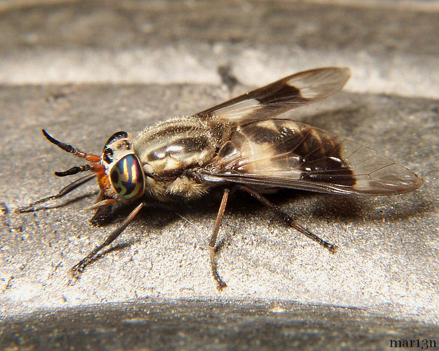 Deer Fly - Chrysops callidus