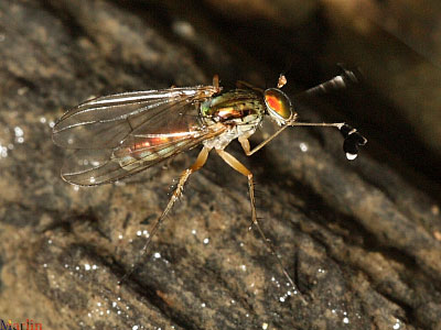 Dolichopodidae - longlegged fly