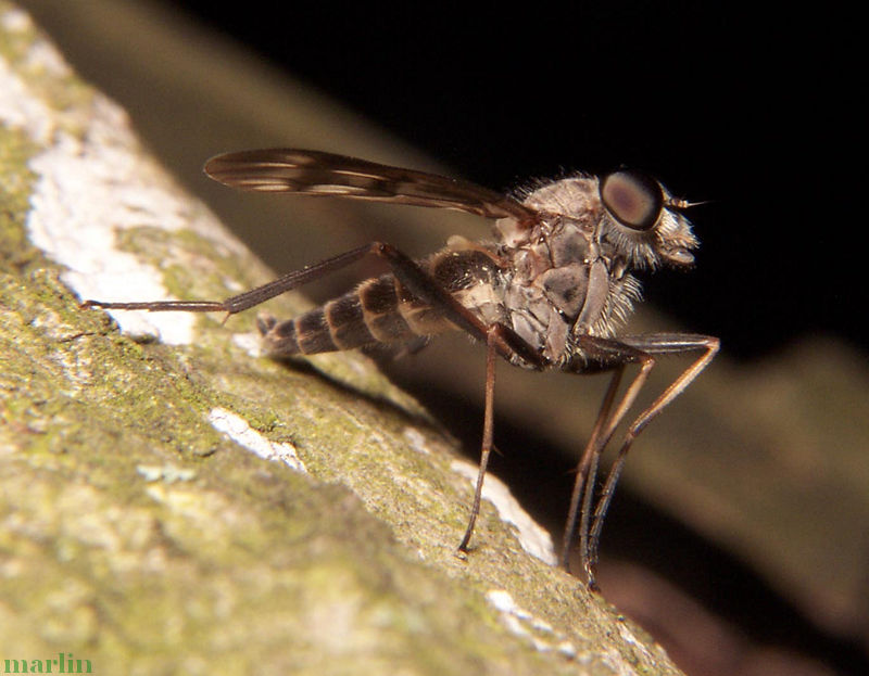 Snipe Fly - Rhagio mystaceus