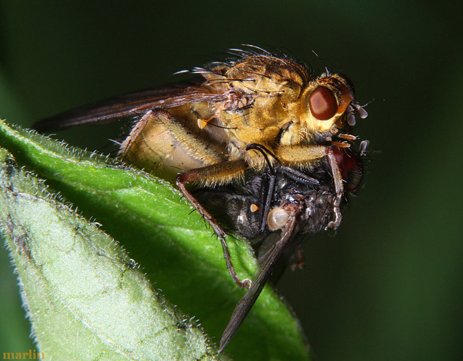 Golden Dung Fly