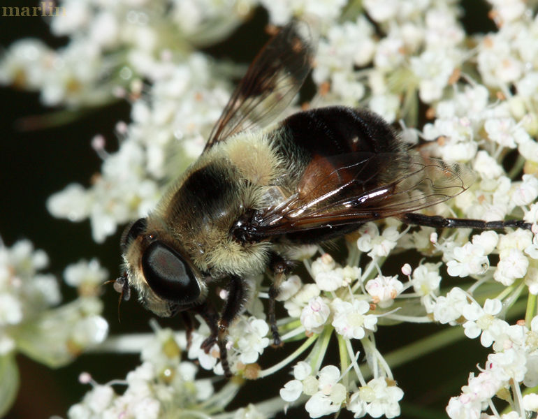 Eristalis anthophorina