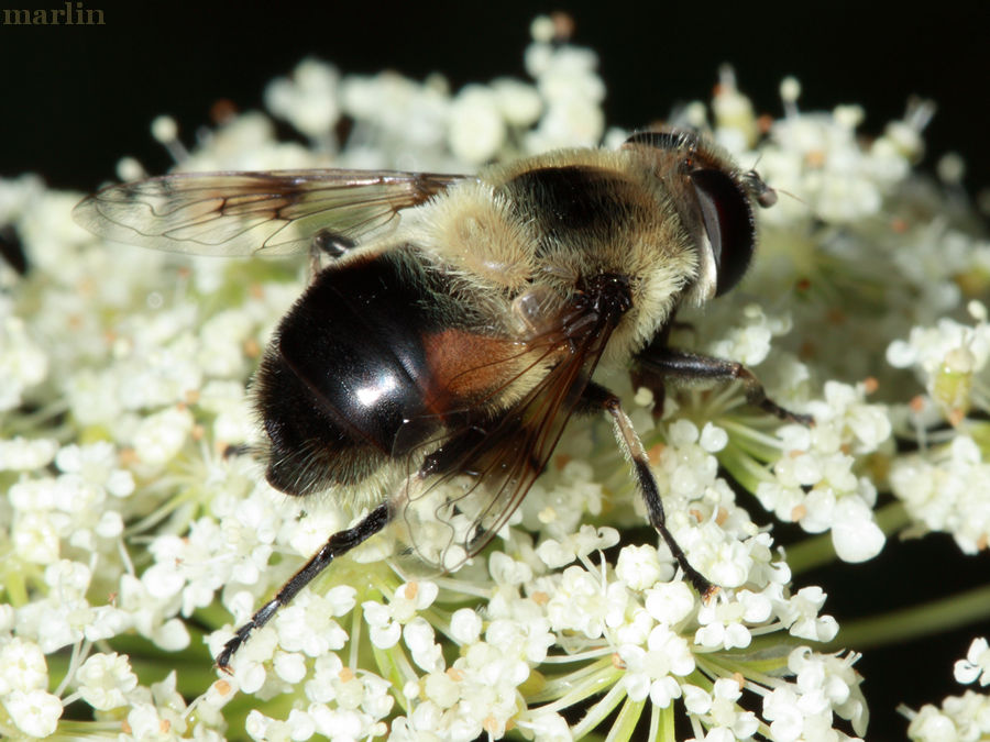 Eristalis anthophorina